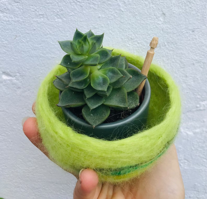 Cactus pod, cactus planter