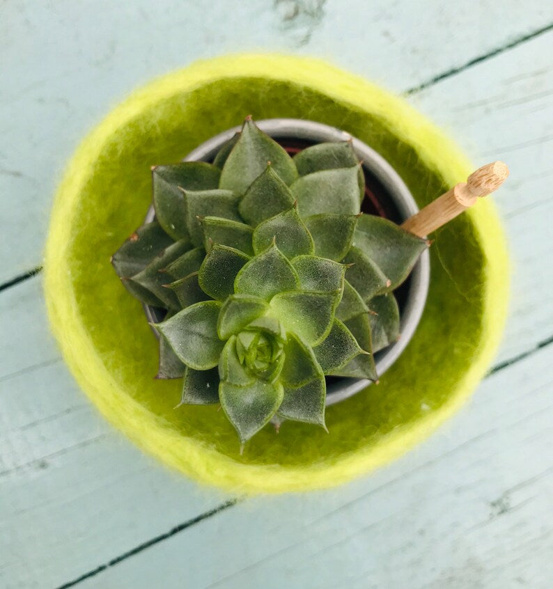 Cactus pod, cactus planter