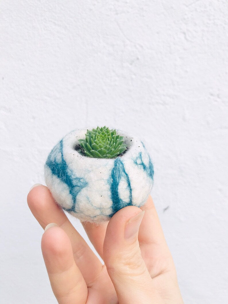 Cactus pod, cactus planter, succulent, succulent pod, cactus planter, cactus plant pot