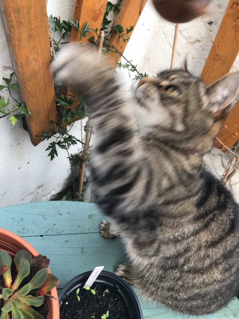 Eco and sustainable felted cat toy